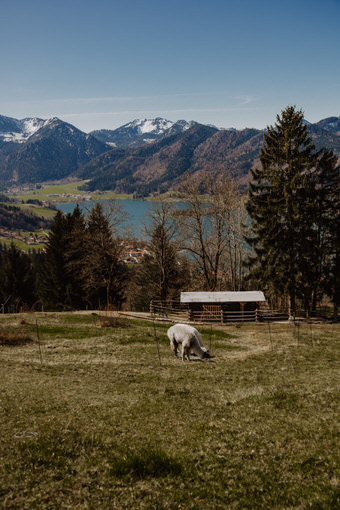 Schliersberg-Alm-Outdoor-Tiere-Alpakas-Hunde_790